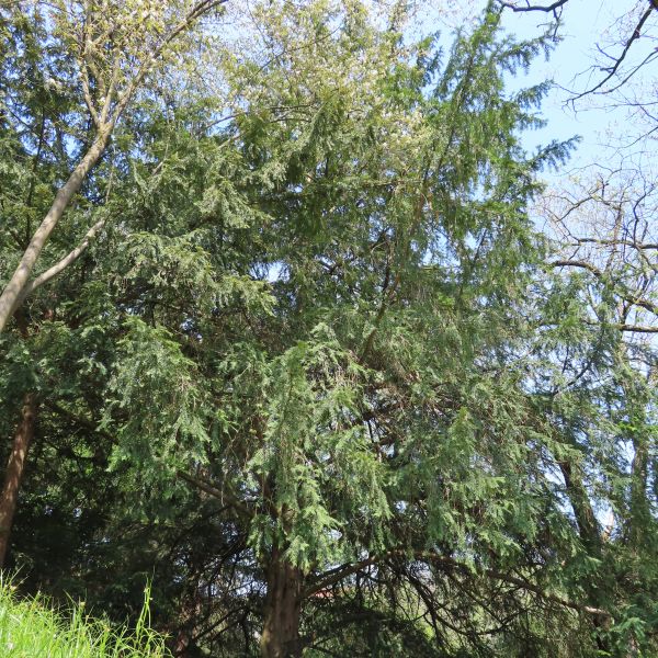 SD022_Eibe im Forstbotanischen Garten Tharandt (05/2022)