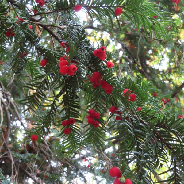 SD022_Eibe im Forstbotanischen Garten Tharandt_Früchte (10/2022)