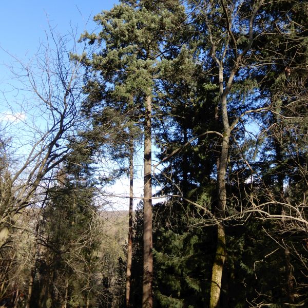 SD025_Douglasie im Forstbotanischen Garten (02/2022)