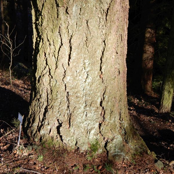 SD025_Douglasie im Forstbotanischen Garten_Stamm (02/2022)