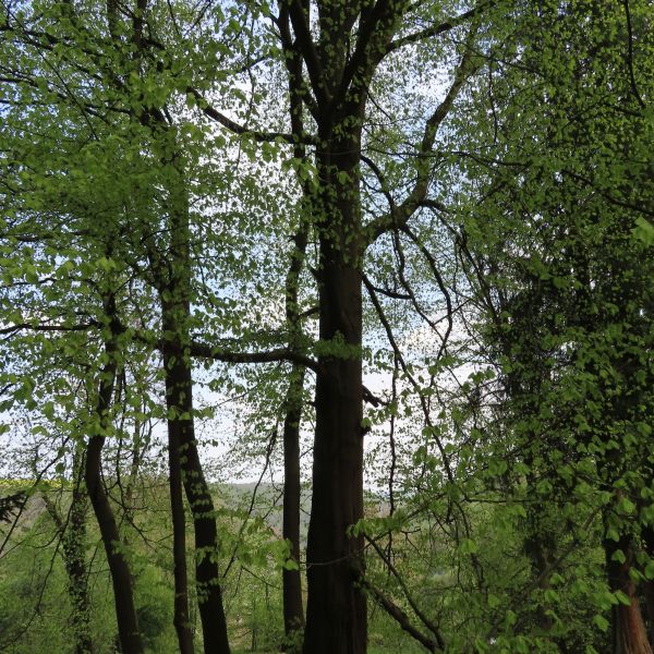 SD027_Frühlingsaspekt der Orient-Buche im Forstbotanischen Garten (2022)