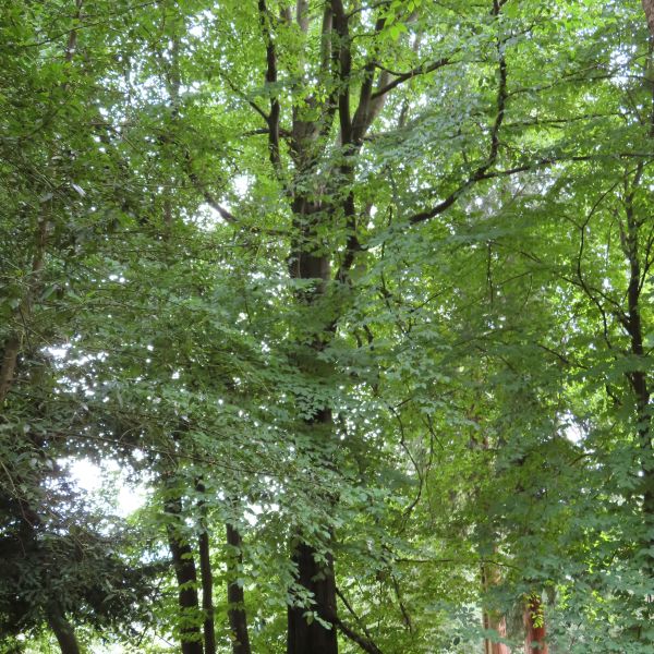 SD027_Sommeraspekt der Orient-Buche im Forstbotanischen Garten (2022)