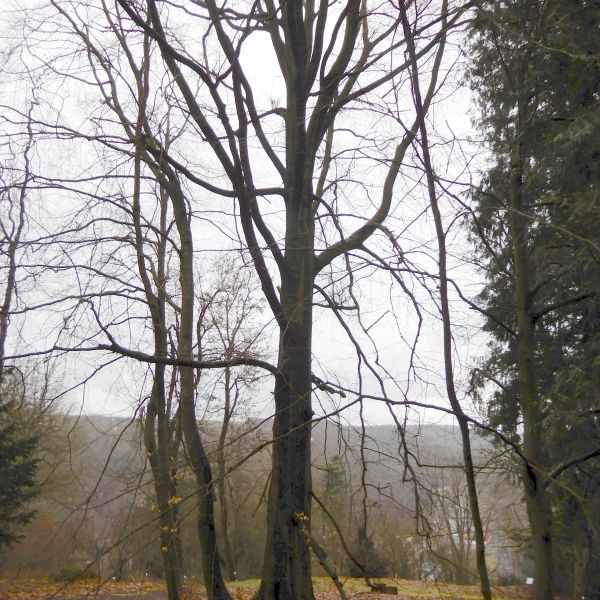SD027_Winteraspekt der Orient-Buche im Forstbotanischen Garten (2022)