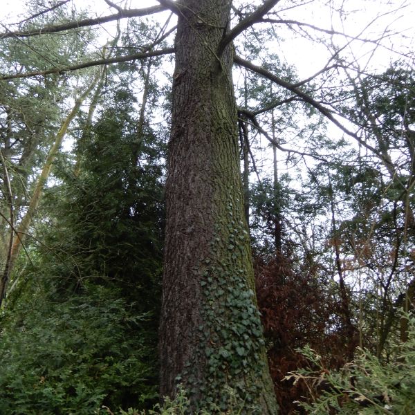 SD029_Libanon-Zeder im Forstbotanischen Garten_Stamm