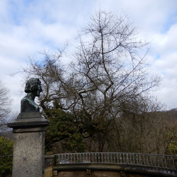 SD031_Wintersaspekt Steinweichsel am Cottaplatz im Forstbotanischen Garten (2022)
