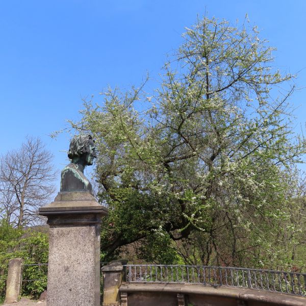 Frühlingsaspekt Steinweichsel am Cottaplatz im Forstbotanischen Garten (2022)