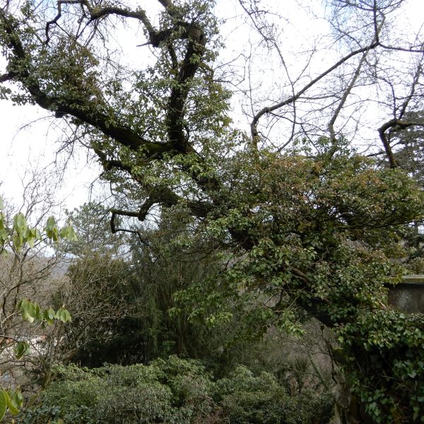 SD031_Efeubewuchs Steinweichsel am Cottaplatz im Forstbotanischen Garten (2022)