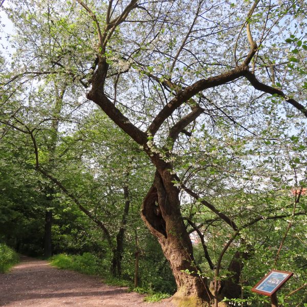 SD037_Blühender Schneeglöckchenbaum (05/2022)