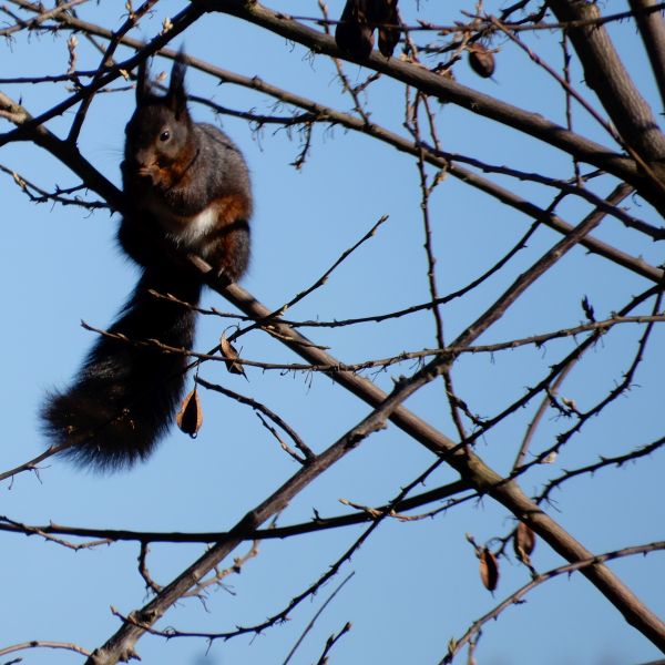 SD037_Eichhörnchen im Schneeglöckchenbaums im Forstbotanischen Garten (05/2022)