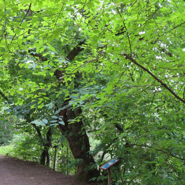 SD037_Sommeraspekt des Schneeglöckchenbaums im Forstbotanischen Garten (05/2022)