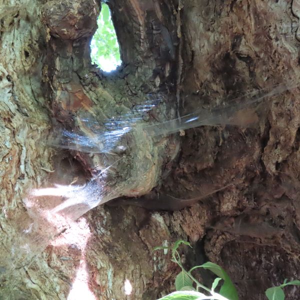 SD037_Spinnennetze im Schneeglöckchenbaums im Forstbotanischen Garten (05/2022)