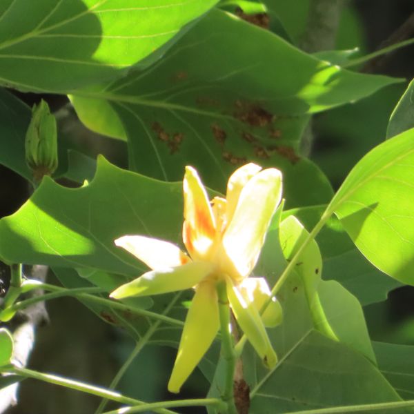 SD040_Tulpenbaum_Forstgarten_Einzelblüte