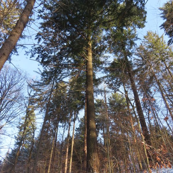 SD061_Küstendouglasia an den Weißeritzhängen (03/2022)