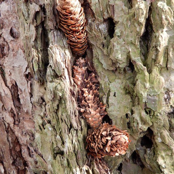 SD061_Küstendouglasia an den Weißeritzhängen_Spechtschmiede (09/2023)