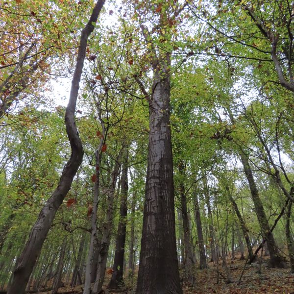 SD066_Rot-Eiche am Brüderweg_2022/10/24