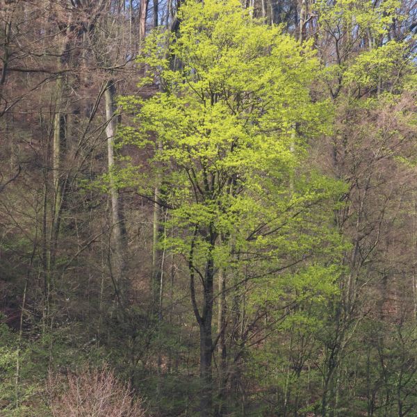 SD083_Spitz-Ahorn am Hang über der Wilden Weißeritz, Tharandt (04/2022)