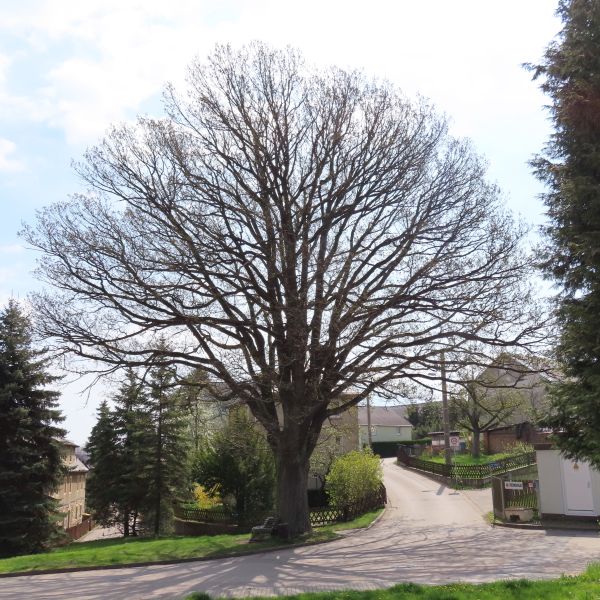 wrk066/SD092_Traubeneiche in der Ortsmitte Somsdorf (2022/04)