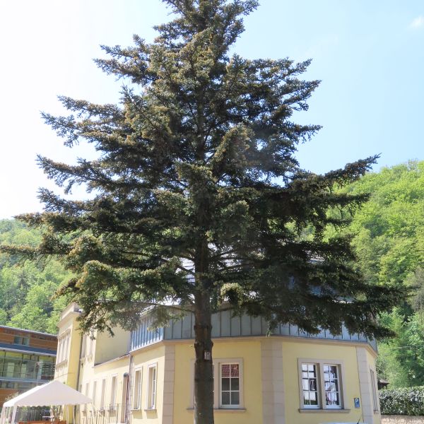 SD105_Nikko-Tanne an der Kuppelhalle Tharandt (05/2022)