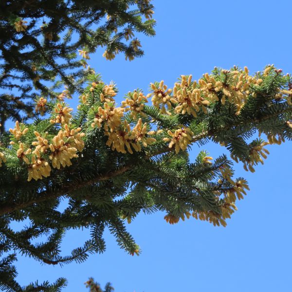 SD105_Nikko-Tanne an der Kuppelhalle Tharandt_Blüten (07/2022)