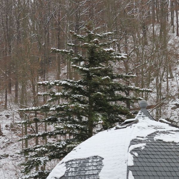 SD105_Winteraspekt der Nikko-Tanne an der Kuppelhalle Tharandt (12/2022)