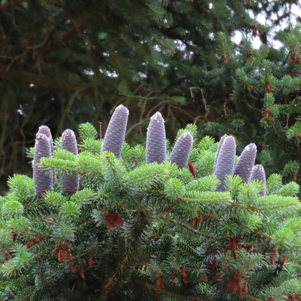 SD105_Nikko-Tanne an der Kuppelhalle Tharandt_Zapfen (07/2022)