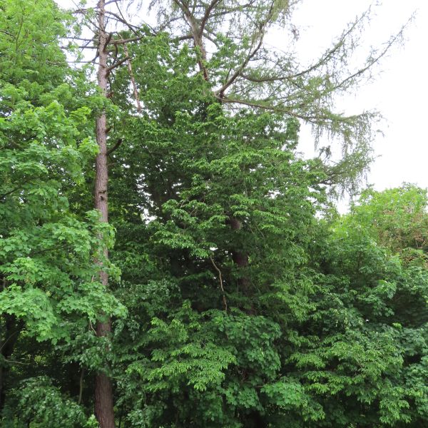 SD113_Lärche an der Schäferei Klingenberg (2022/05)