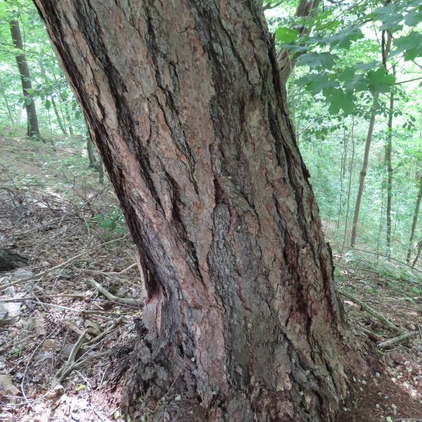 SD113_Lärche an der Schäferei Klingenberg_Stamm (2022/05)