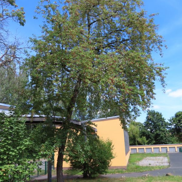 SD147_Sommeraspekt der Späten Traubenkirsche in Kreischa (08/2022)