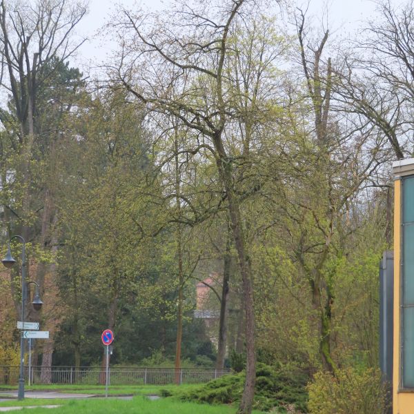 SD147_Frühlingsaspekt der Späten Traubenkirsche in Kreischa (04/2023)