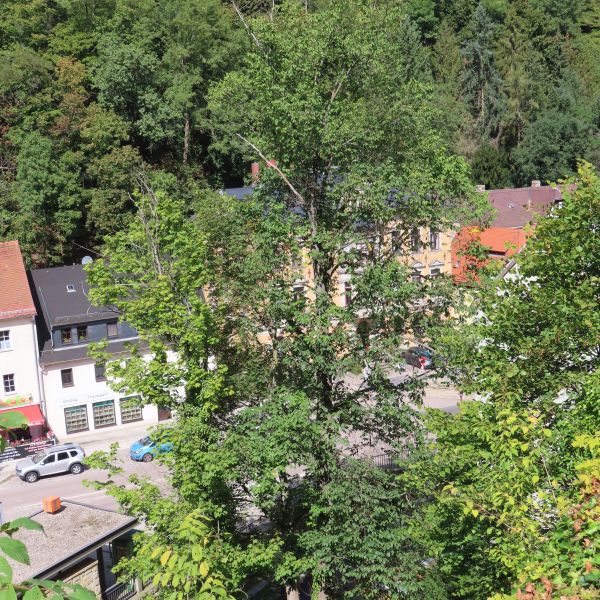 SD150_Versteckte Berg-Ulme in Tharandt (09/2022)