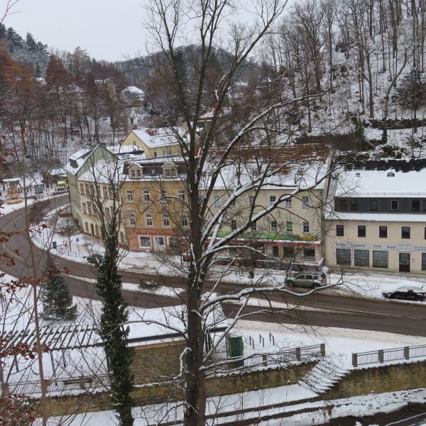 SD150_Winteraspekt der Versteckten Berg-Ulme in Tharandt (12/2022)