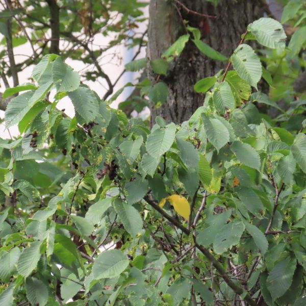 SD150_Versteckte Berg-Ulme in Tharandt (08/2022)