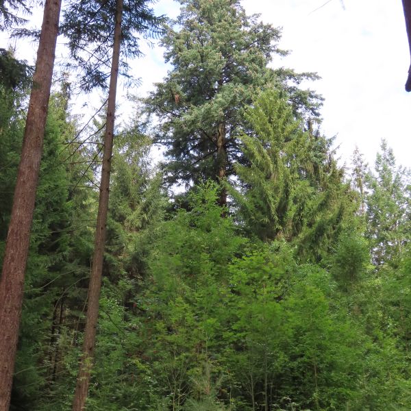SD151_Aspekt der Grauen Douglasie nahe Kreuzvier (2022)