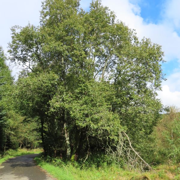 SD153_Salweide bei Zinnwald (09/2022)