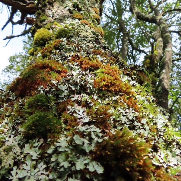 SD153_Sal-Weide bei Zinnwald_Epiphyten