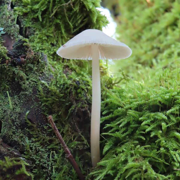 SD153_Salweide bei Zinnwald_Pilz (09/2022)