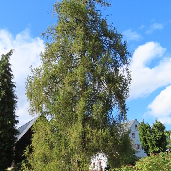 SD157_Lärche vor der ehemaligen Försterei Oberfrauendorf (09/2022)