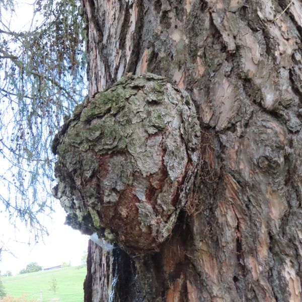 SD157_Lärche vor der ehemaligen Försterei Oberfrauendorf_Tumor_(09/2022)