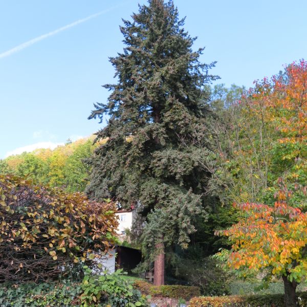 SD160_Douglasie Glashütte (2022)