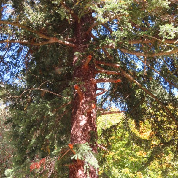 SD160_Douglasie Glashütte_Aststummel (2022)