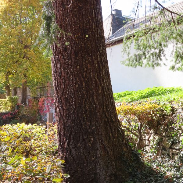 SD160_Douglasie Glashütte_Stamm (2022)