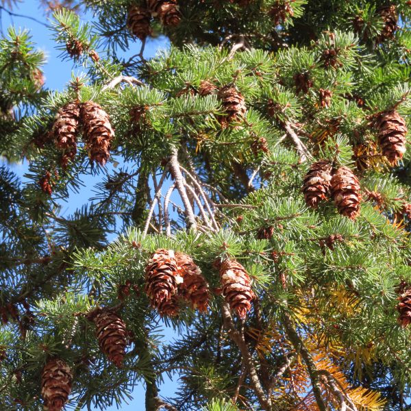 SD160_Douglasie Glashütte_Zapfen (2022)