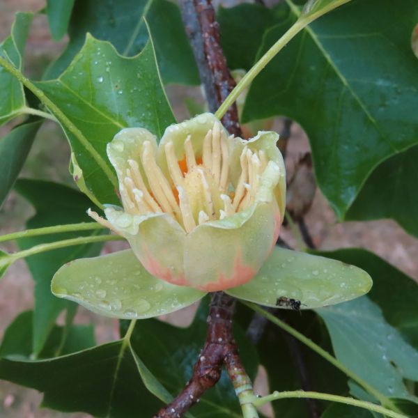 SD166_Tulpenbaum im Schlosspark Reichstädt_Blüte_(06/2022)