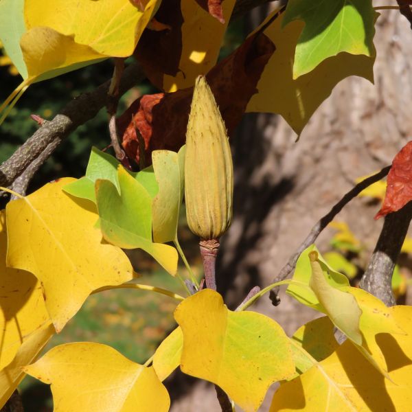 SD166_Tulpenbaum im Schlosspark Reichstädt_Frucht_(10/2022)