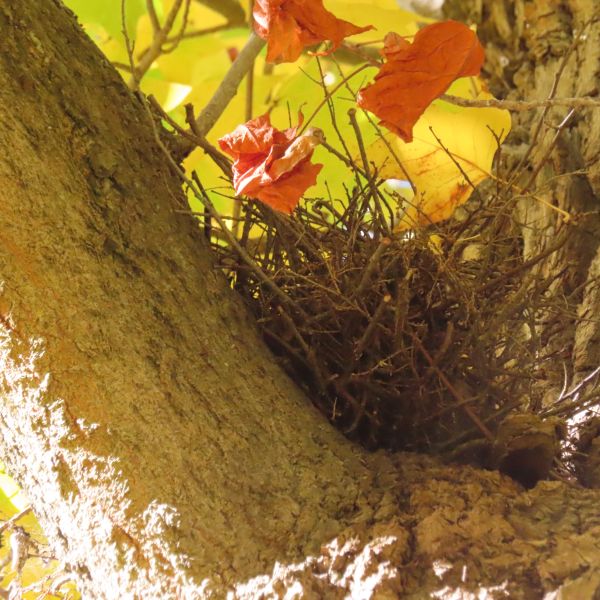 SD166_Tulpenbaum im Schlosspark Reichstädt_Nest_(10/2022)