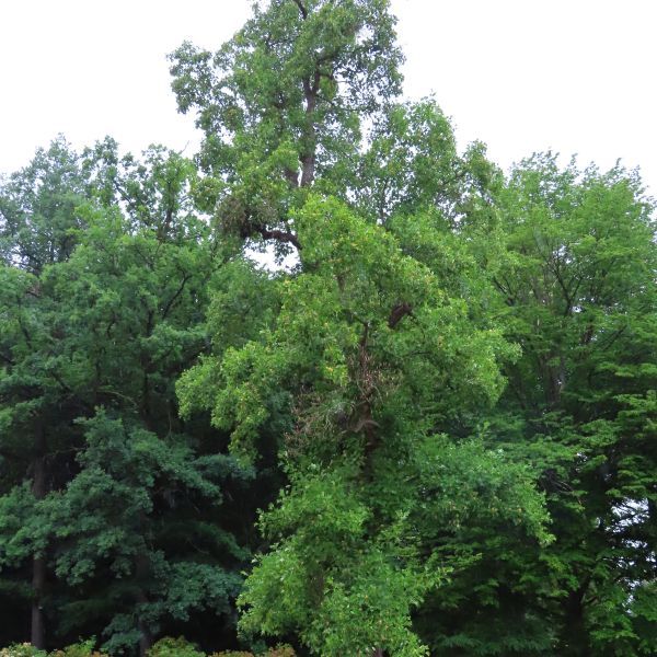 SD166_Sommeraspekt des Tulpenbaums im Schlosspark Reichstädt_(06/2022)