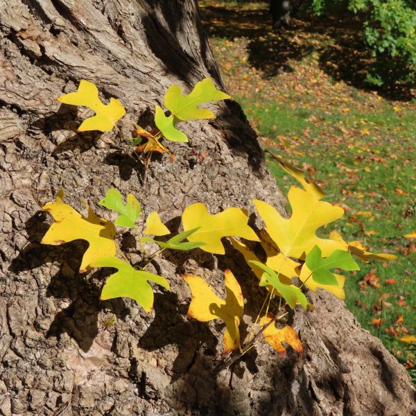 SD166_Tulpenbaum - Jüngere Austriebe mit stärker eingeschnittenen Blättern (10/2022)