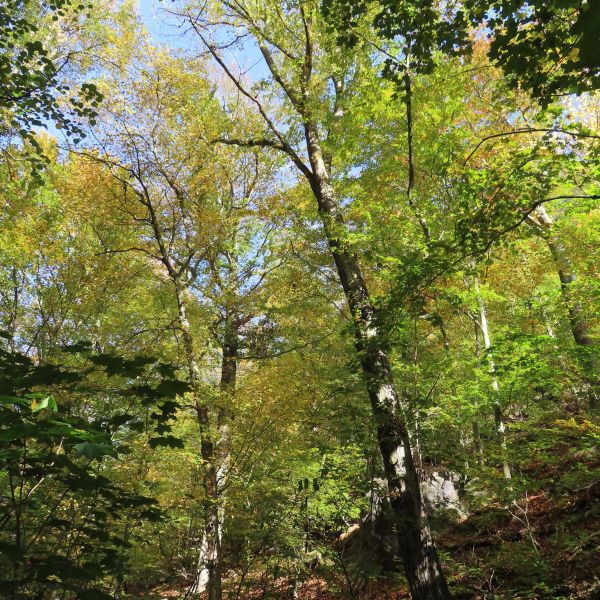 SD169_Herbstaspekt der Hainbuche am Leitenweg (2022)