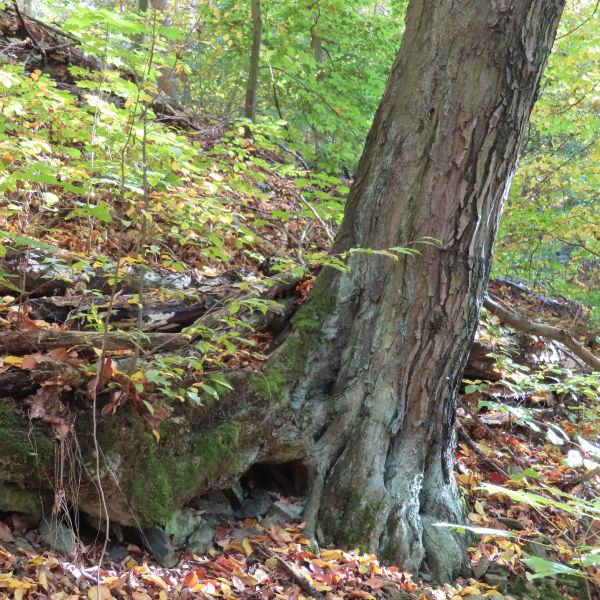 SD169_Hainbuche am Leitenweg_Stamm (2022)