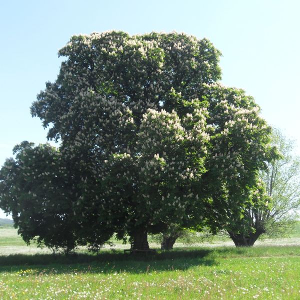 SD171_Rosskastanie bei Reinhardtsgrimma_Blüte (2009)
